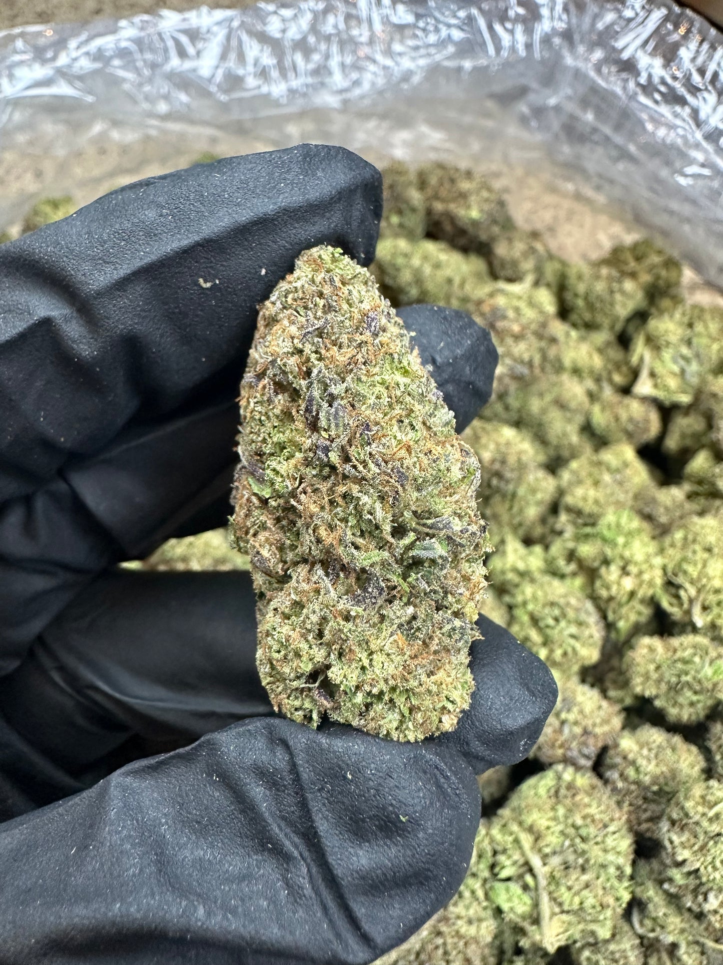 Pinnacle Runtz Indoor Light Assist