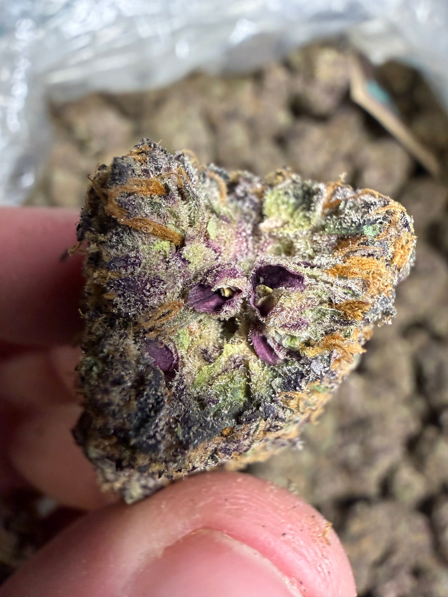 Zoap Cannaisseur Exotics ships Monday