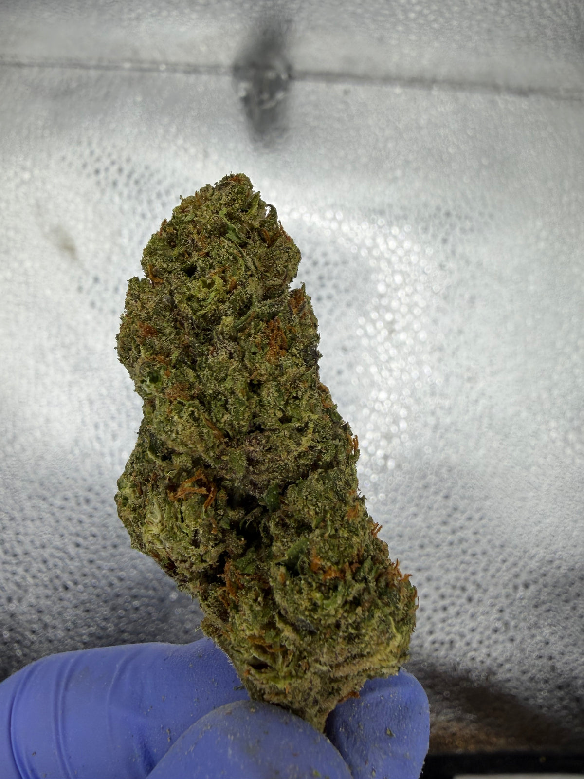 Smurfz And Nerdz Indoor Light Assist CANDY LOVERS DREAM NOSE