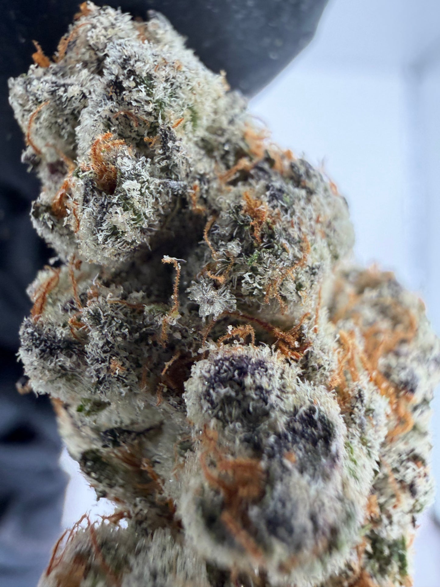 Strawberry Cough (hard to find rare) Cannaisseur Exotics