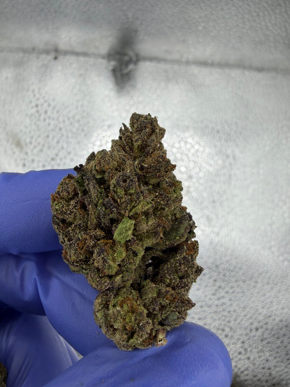 Critical Runtz Indoor Light Assist