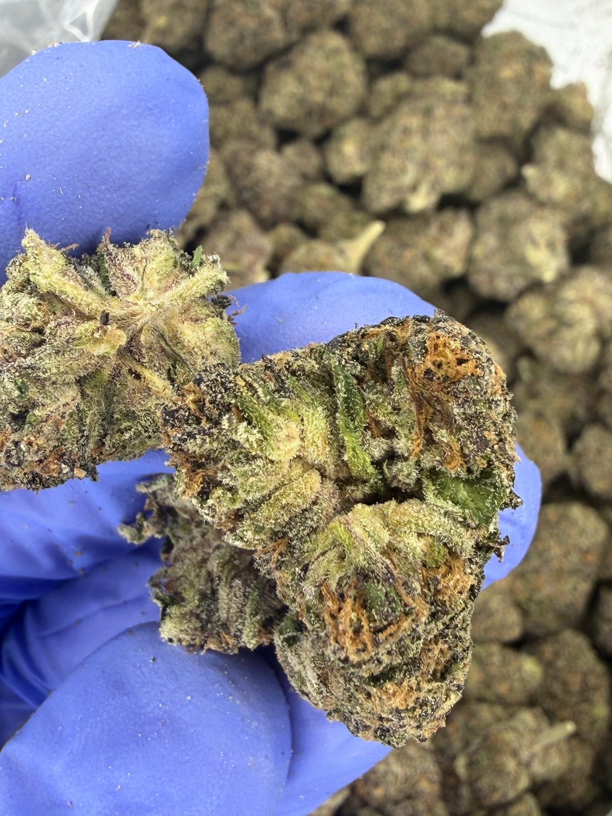 Pop Tartz Exotic