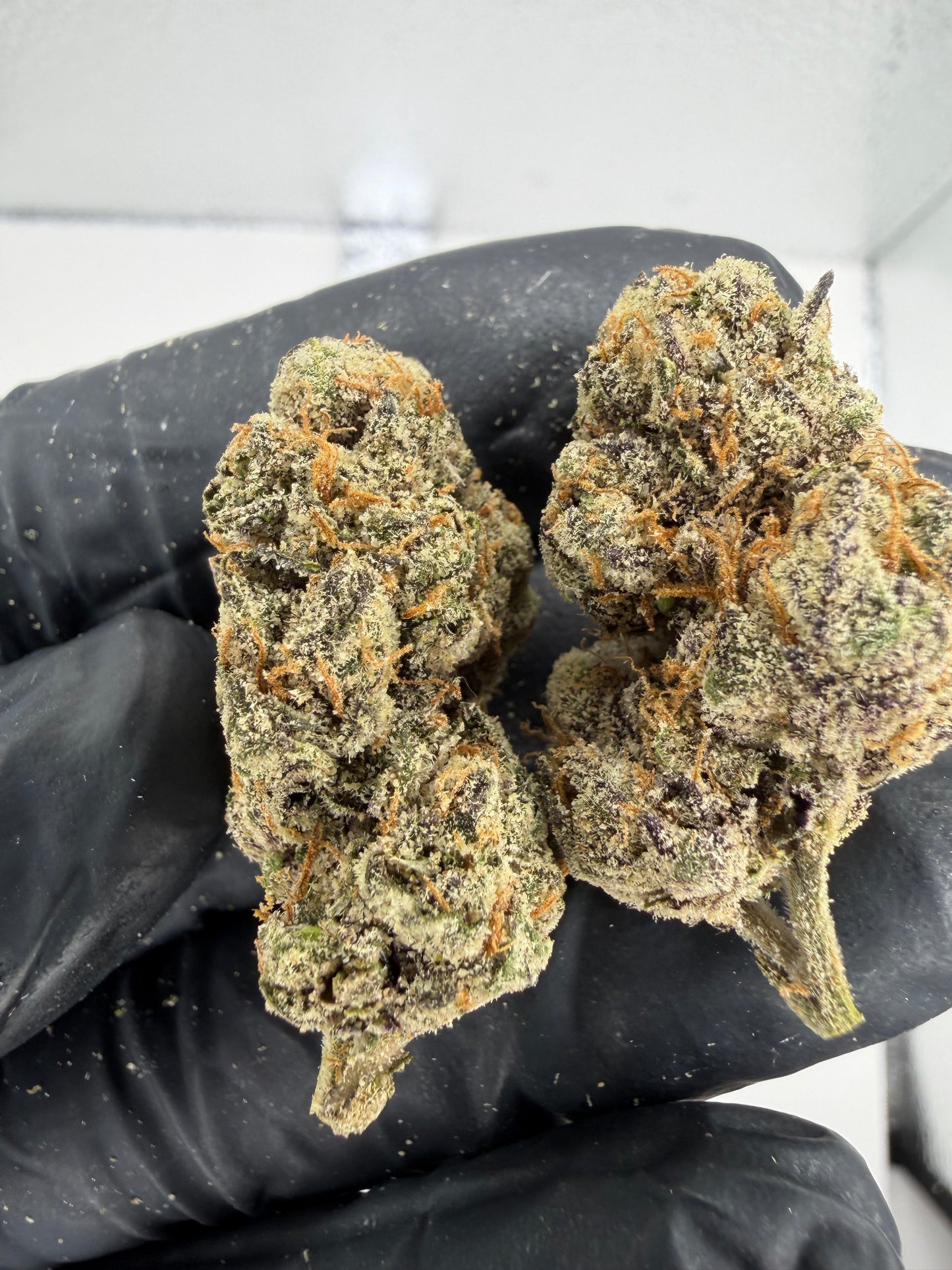 Candy Man’s Dream Cannaisseur