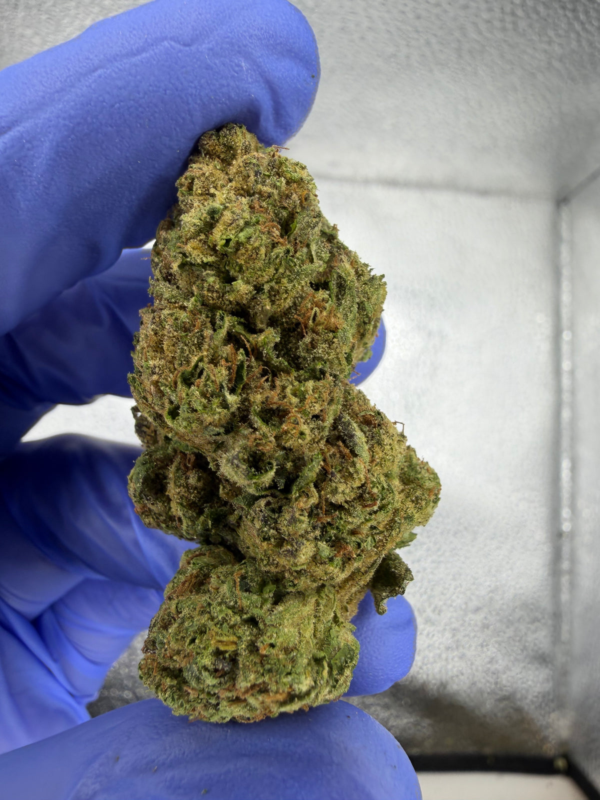 Critical Runtz Indoor Light Assist