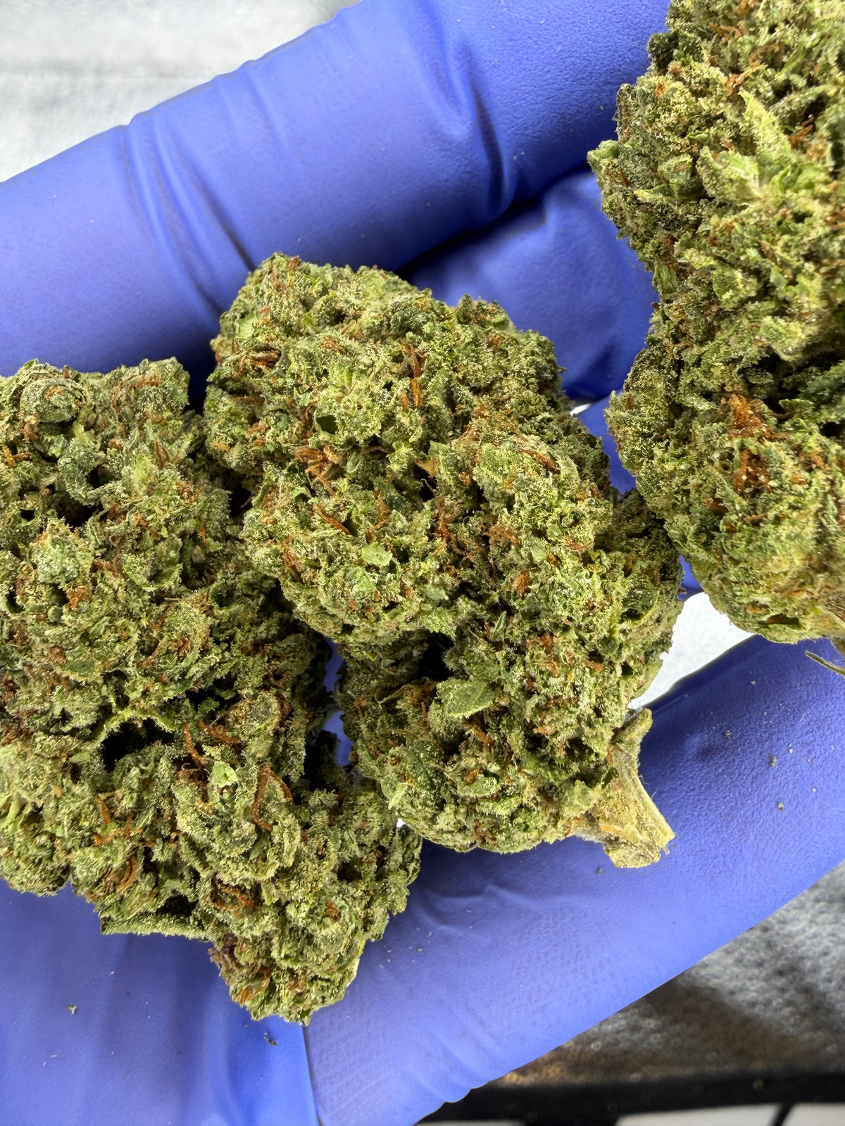 Original Haze Classic Strain
