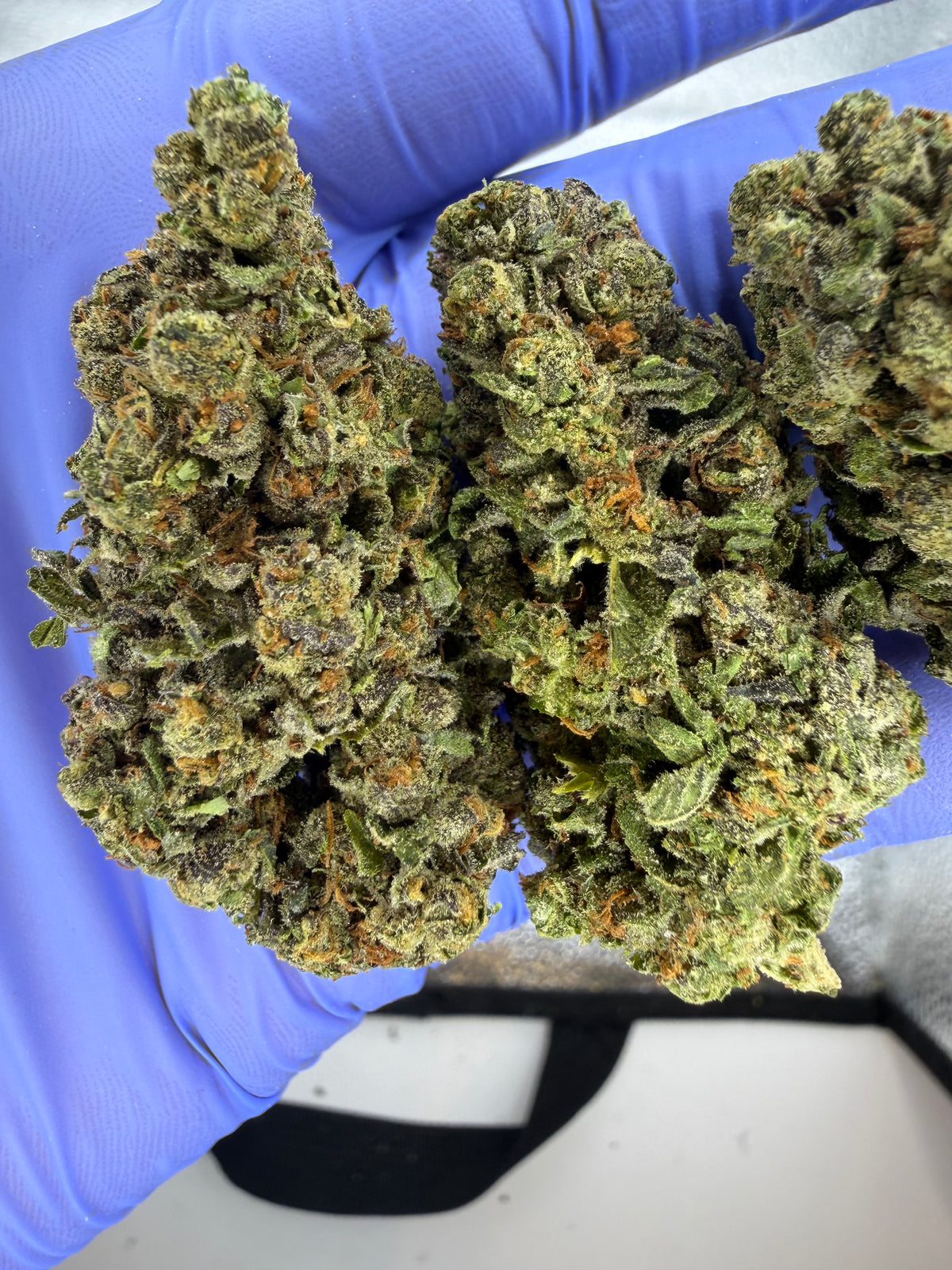Purple Skunk Indoor Light Assist AAA