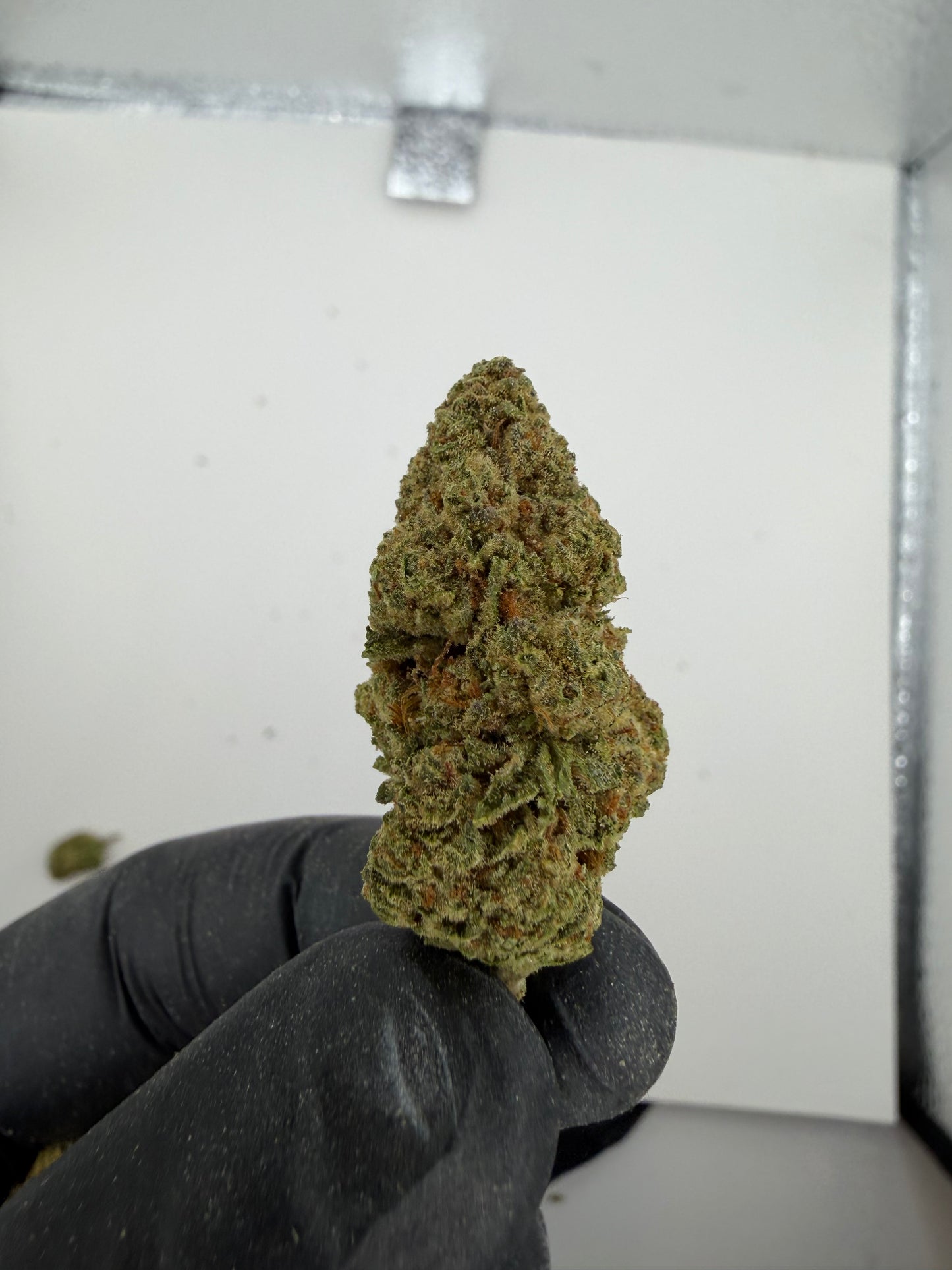 Lambo OG