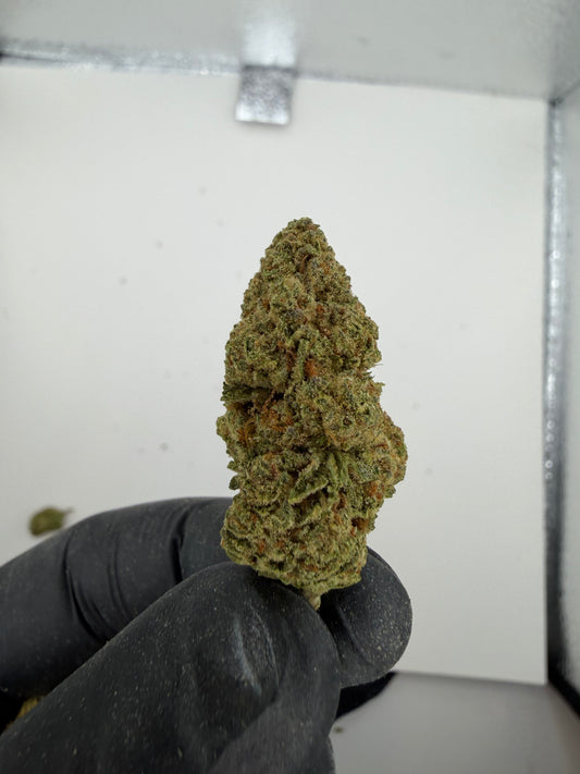 Lambo OG