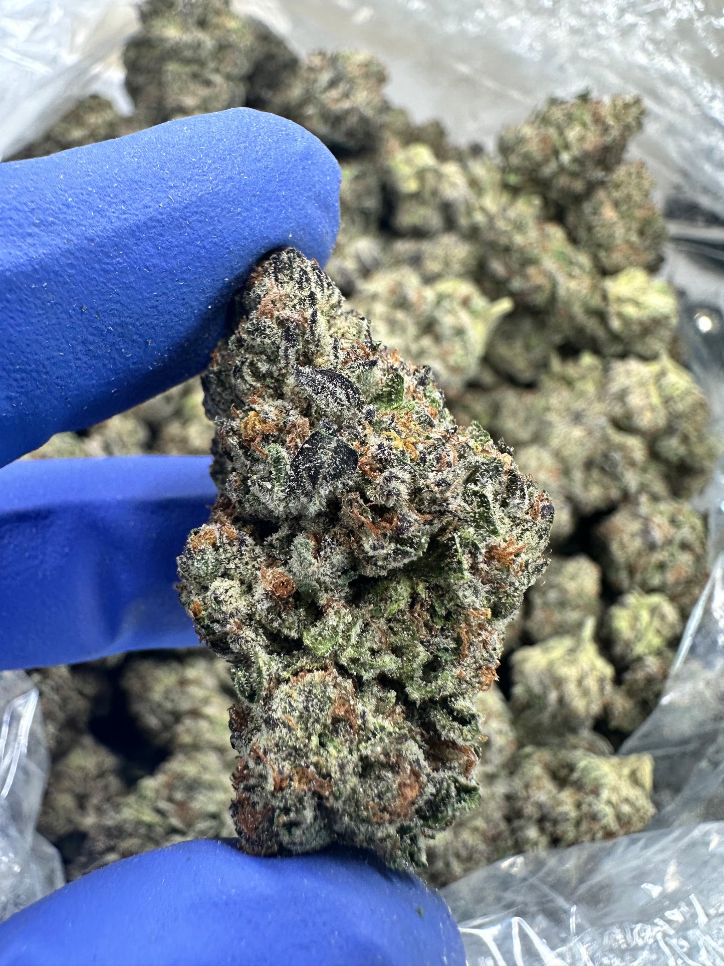 Strawberry Candied Gelato