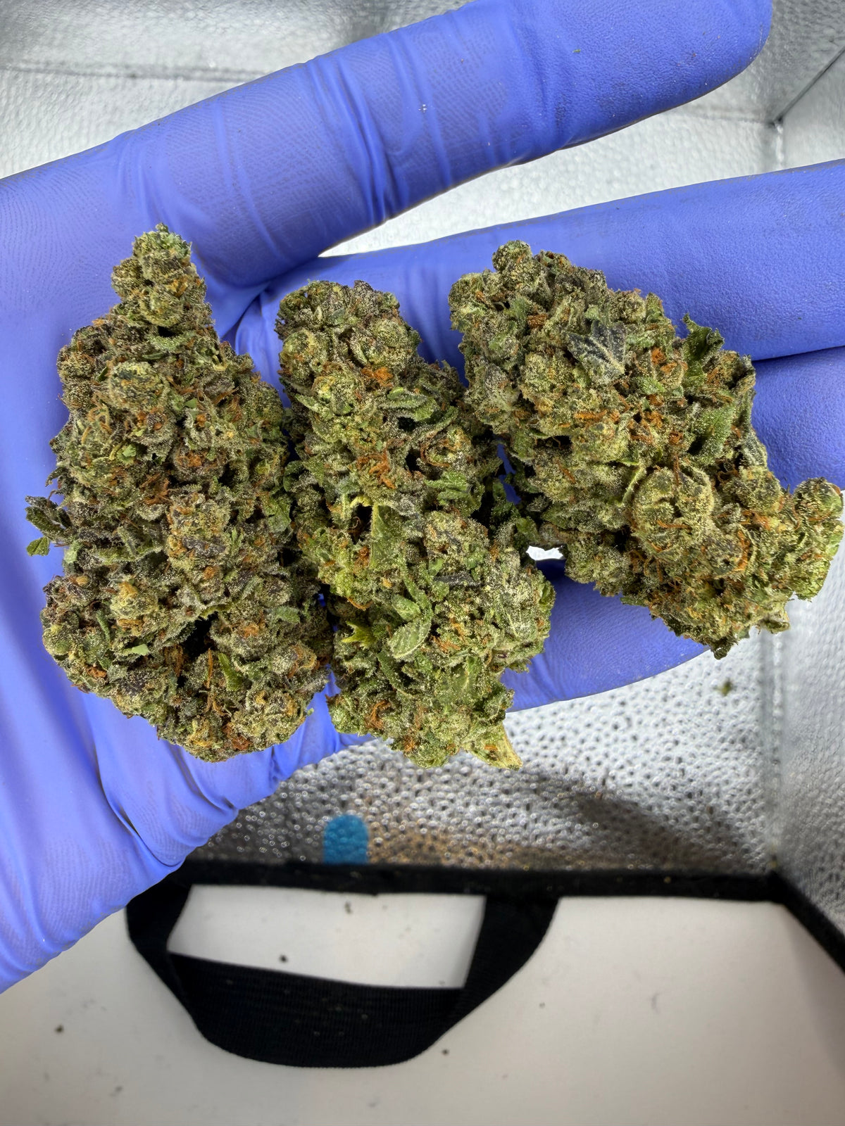 Purple Skunk Indoor Light Assist AAA