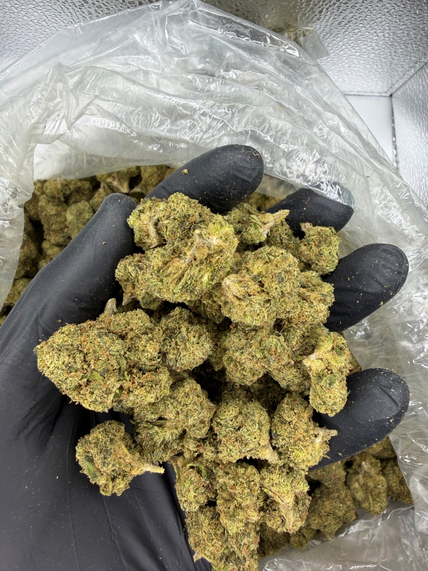 Cyber Runtz outdoor