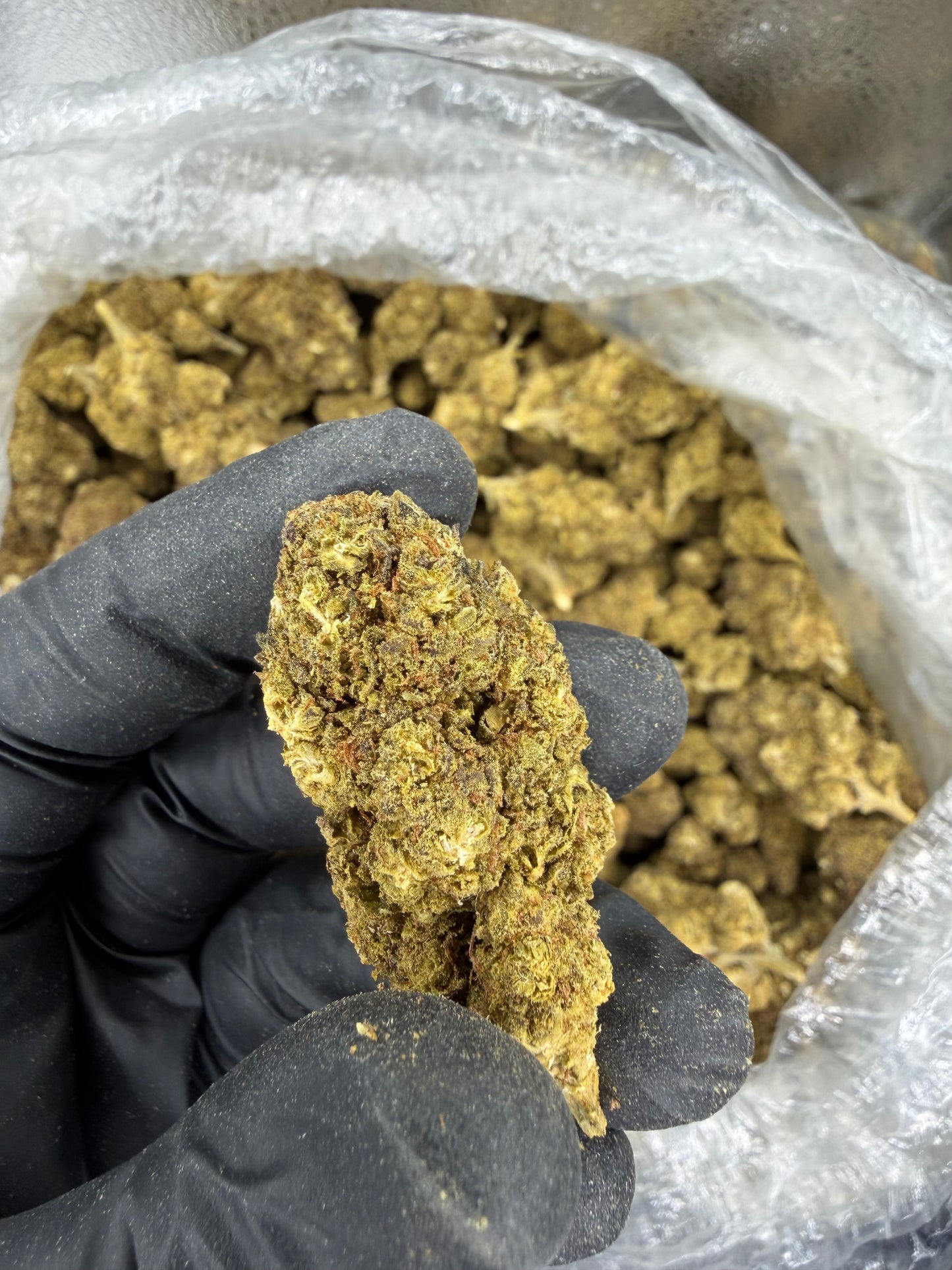 Blue Dream Old Outdoor (read description)