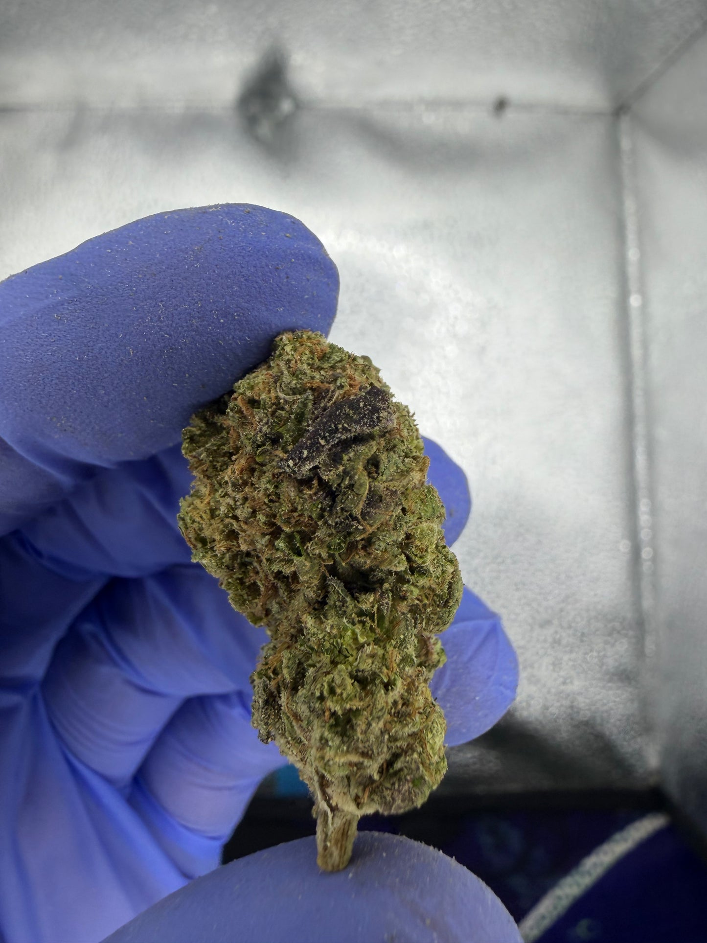 Frosted Frosty Flakes Indoor Light Assist