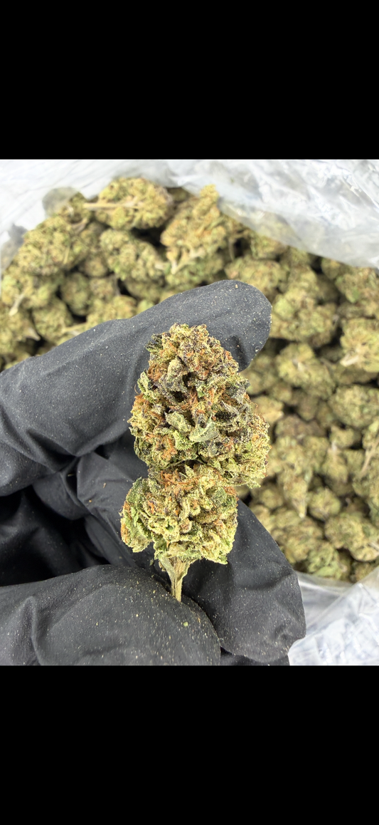 Gaston Pop Older Batch