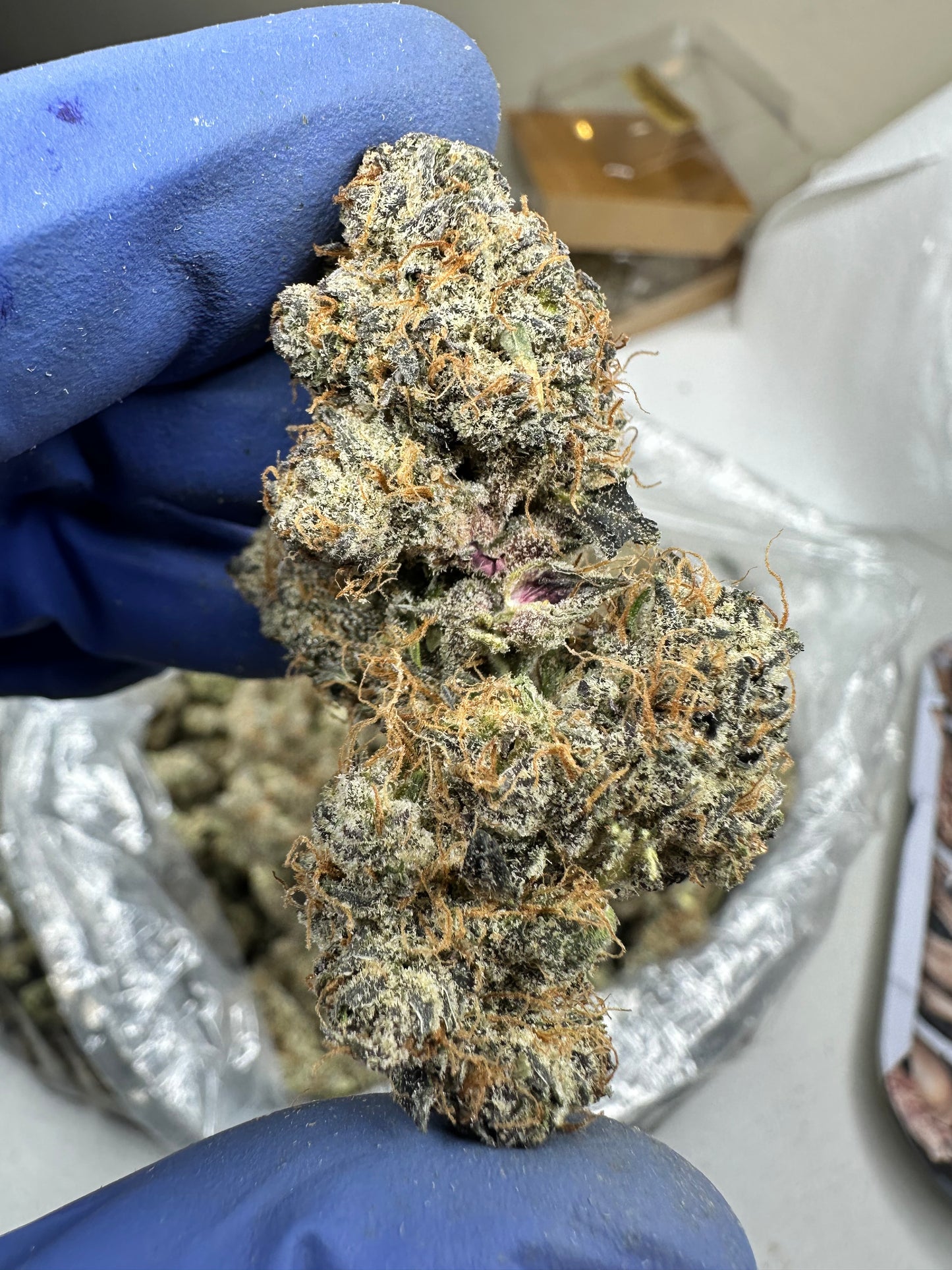 Peanut Butter Apricot exotic