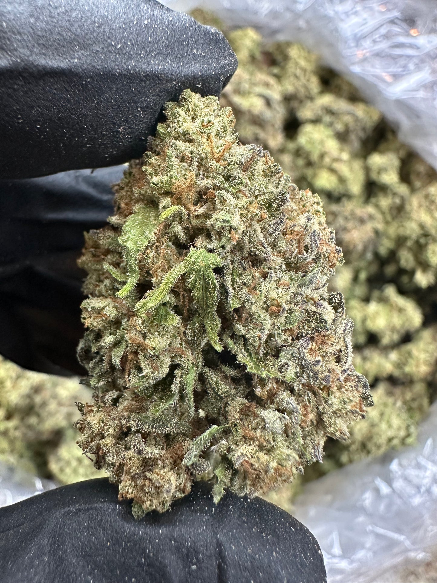 Oreoz Indoor Light Assist