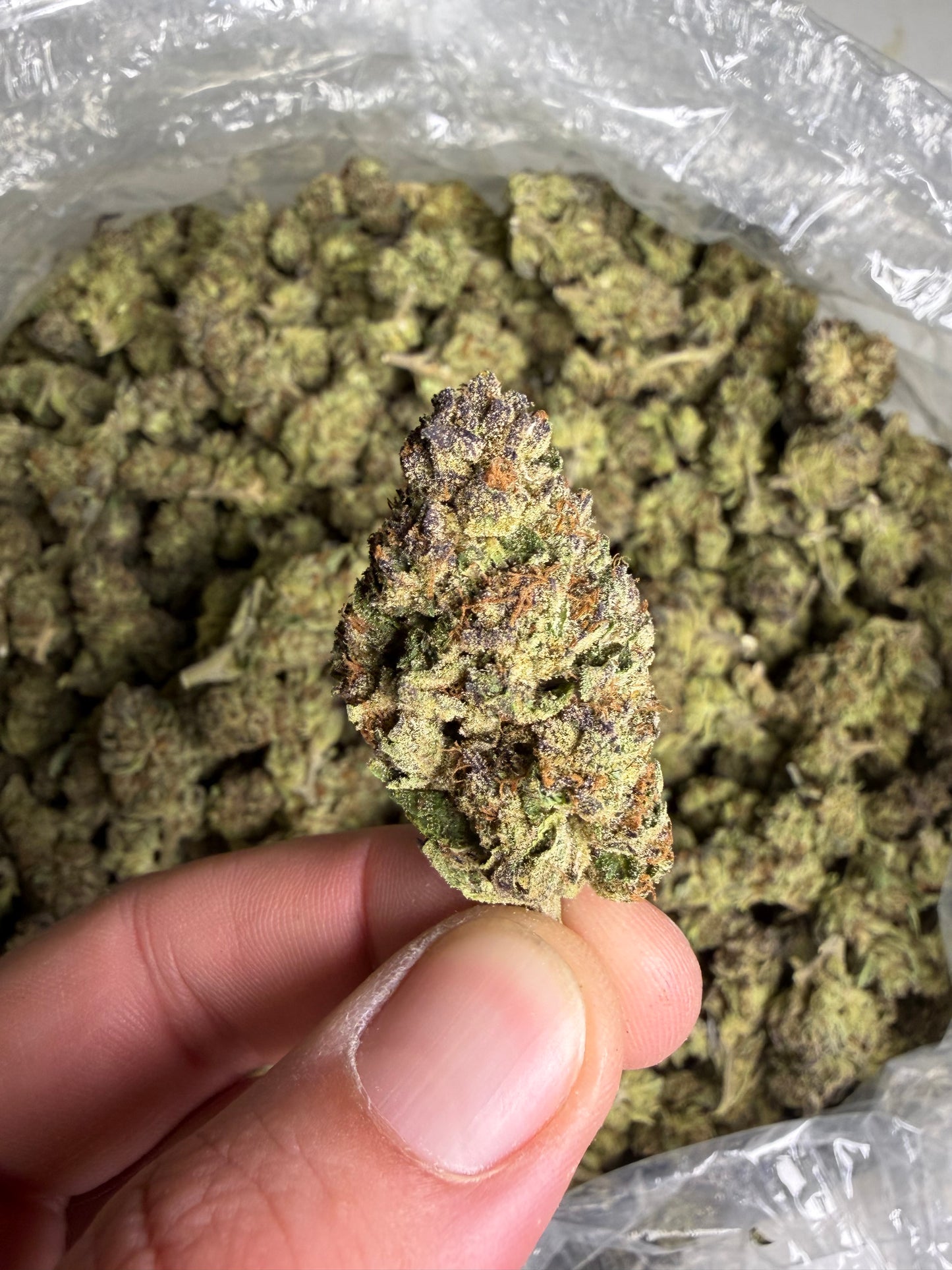 Modified Grapes Indoor Mediums ships June 3rd