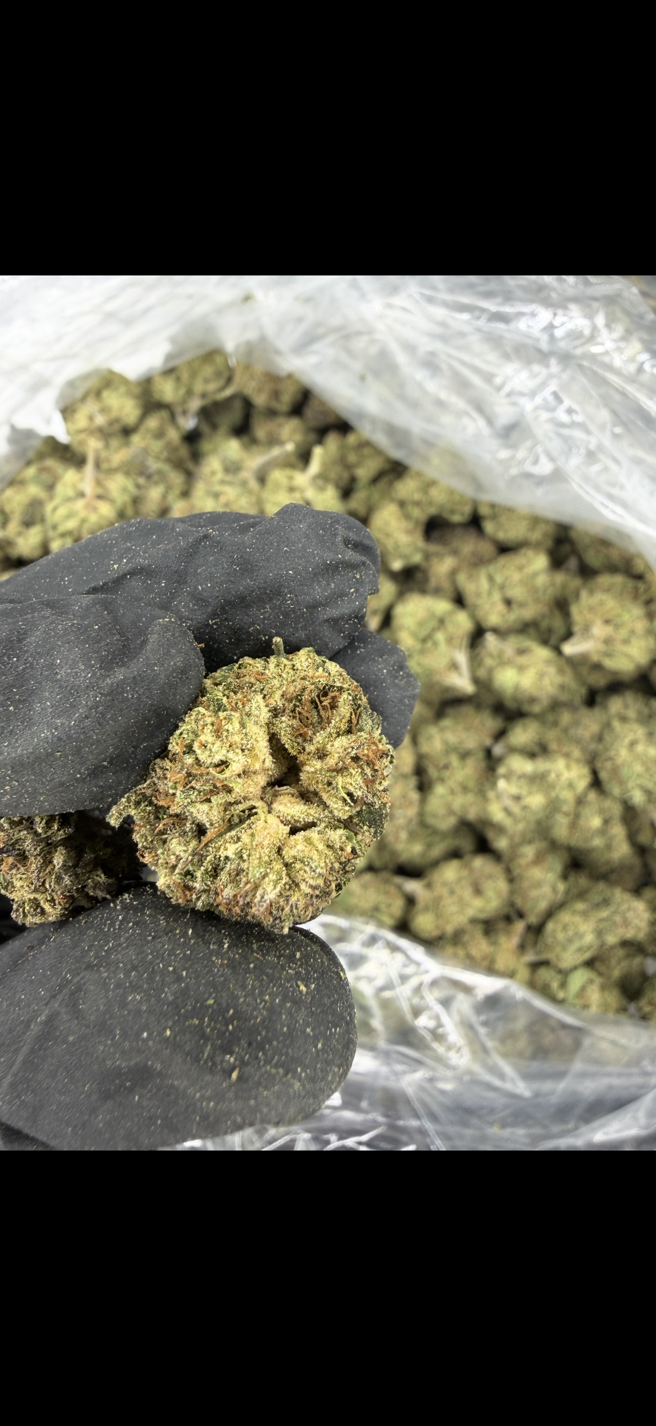 Gaston Pop Older Batch