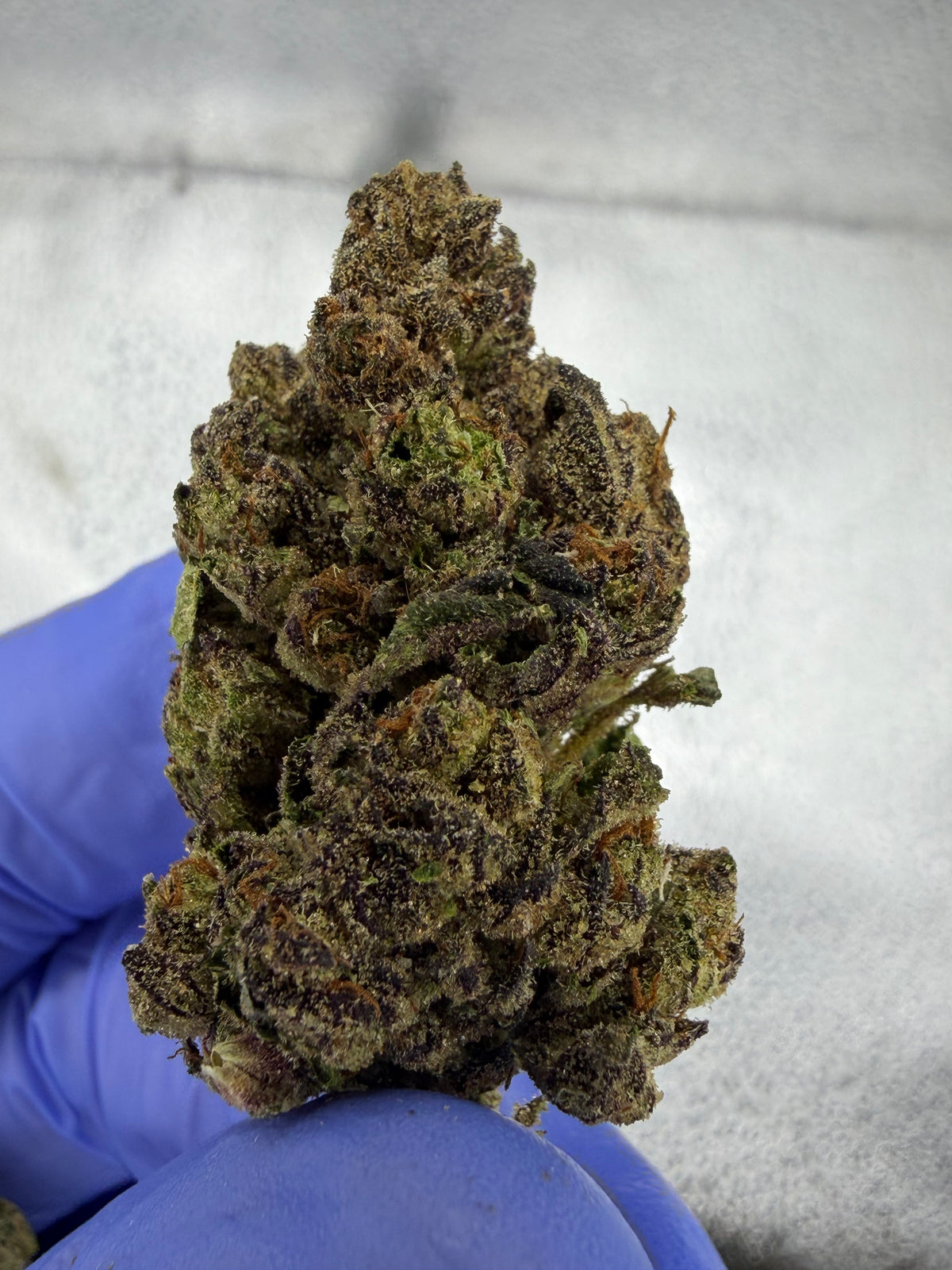 Critical Runtz Indoor Light Assist