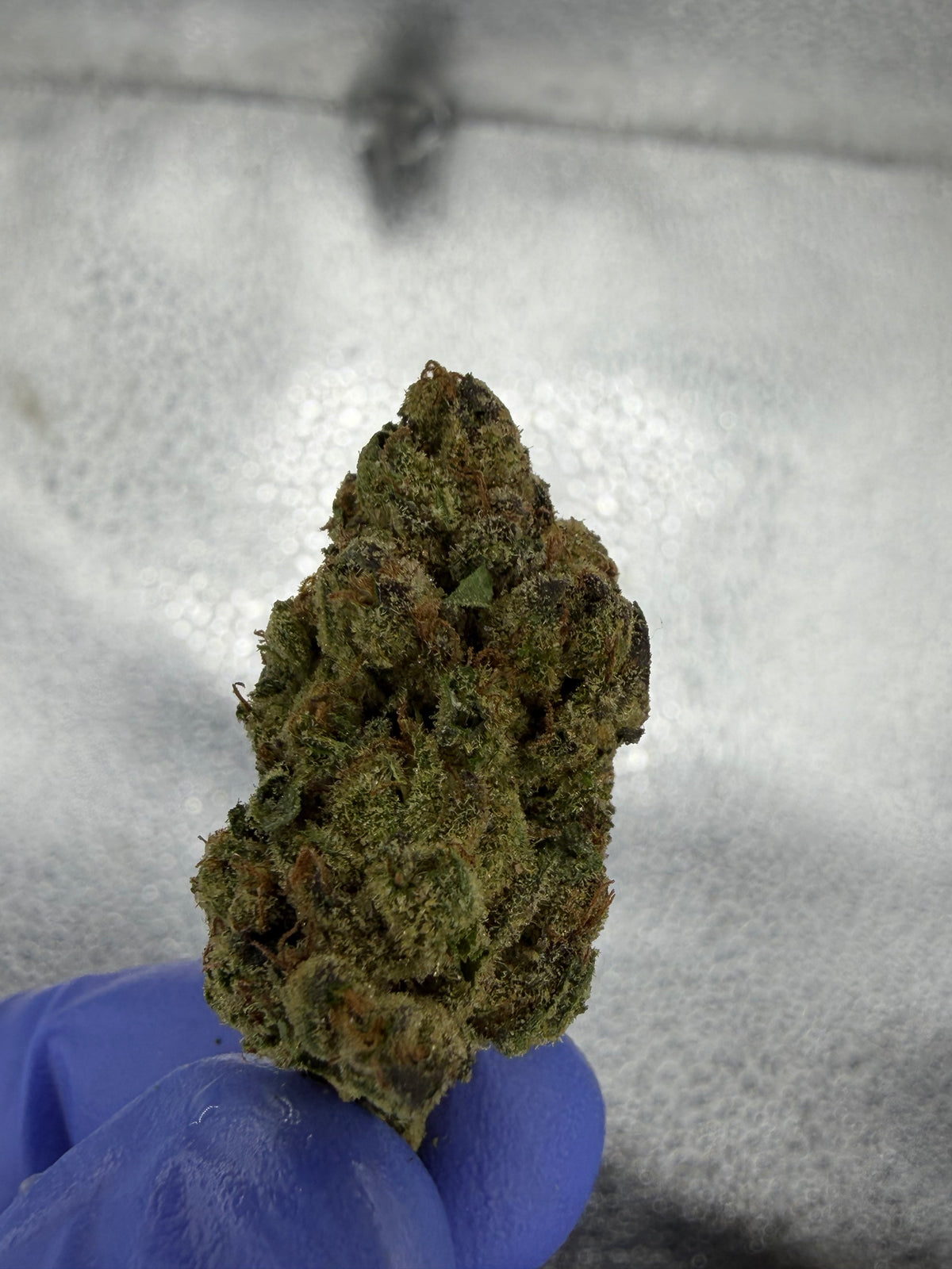 Lemon Fago Gruntz Indoor Light Assist