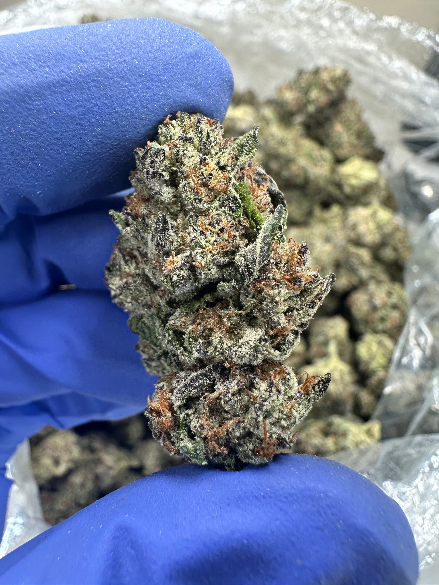 Strawberry Candied Gelato