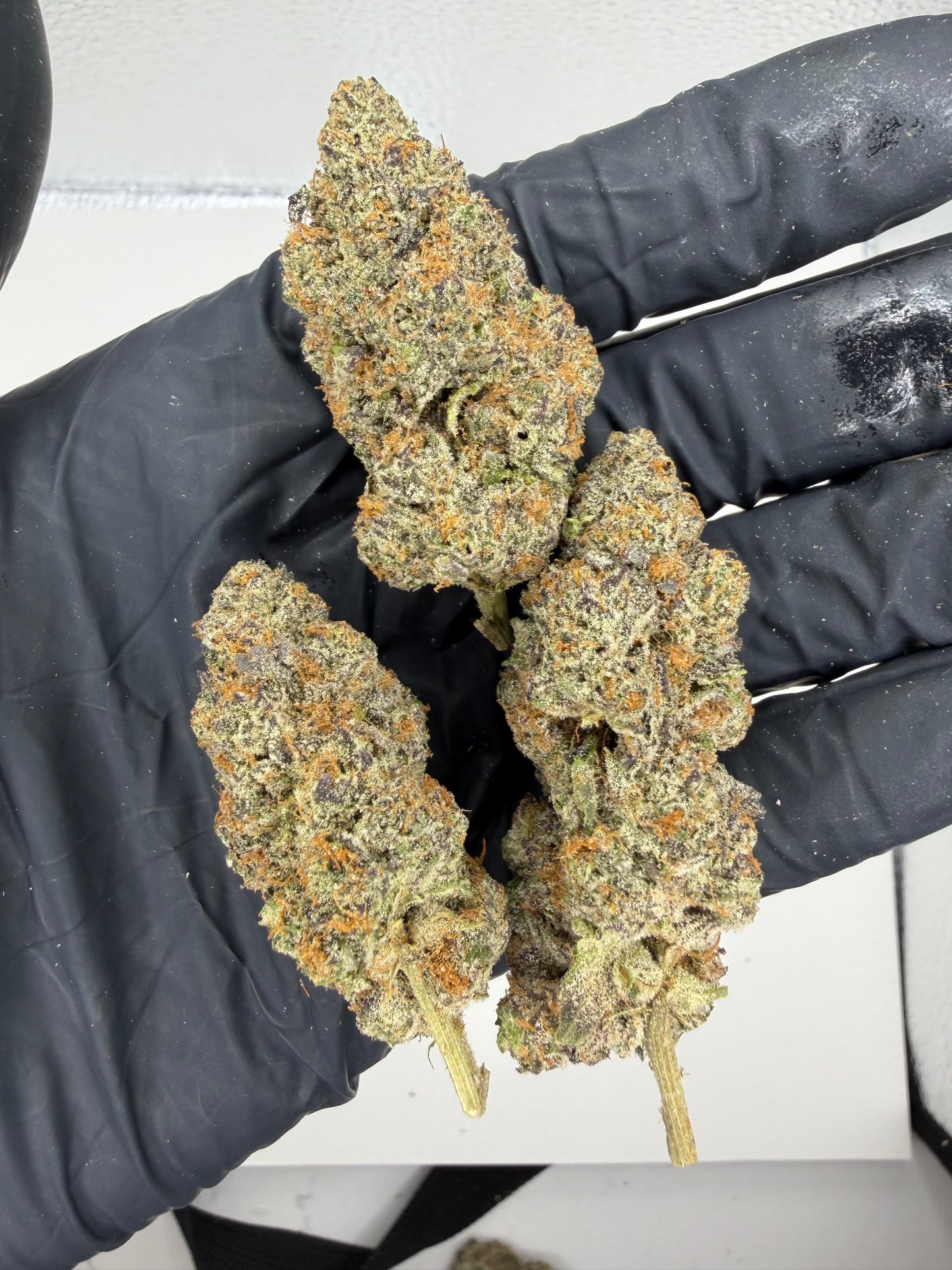 Cosmic Birthday Cake Cannaisseur Exotics