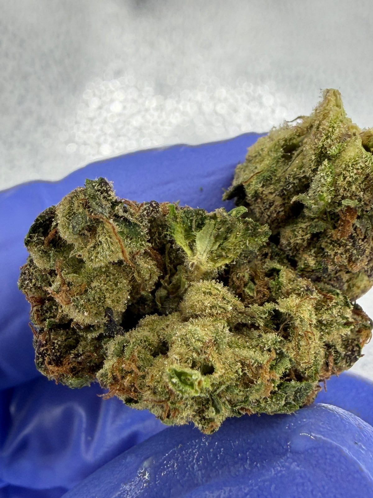 Lemon Fago Gruntz Indoor Light Assist