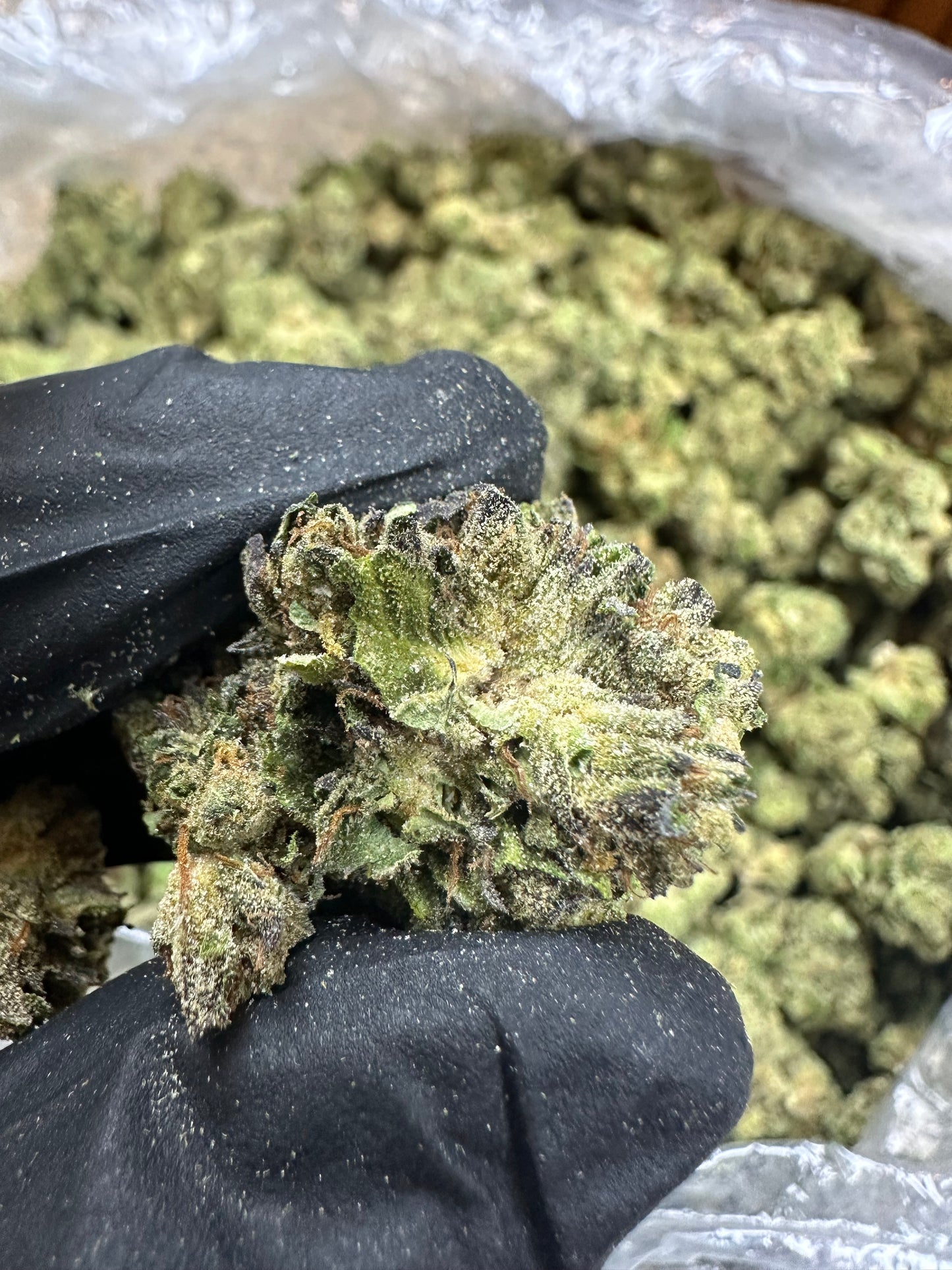 Intense Potent Cannabis (IPC) Indoor Light Assist won’t be shipped until june 3rd