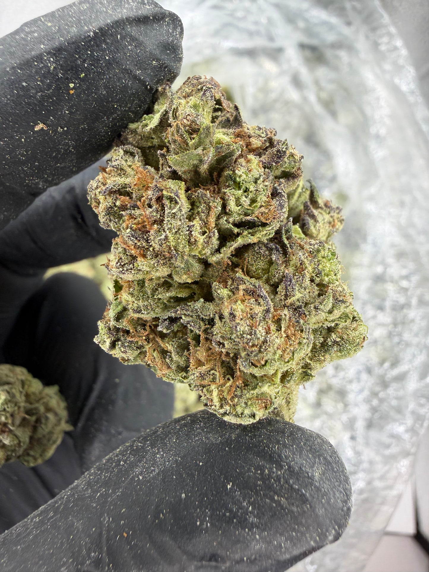 Gorilla Train Fresh Dep