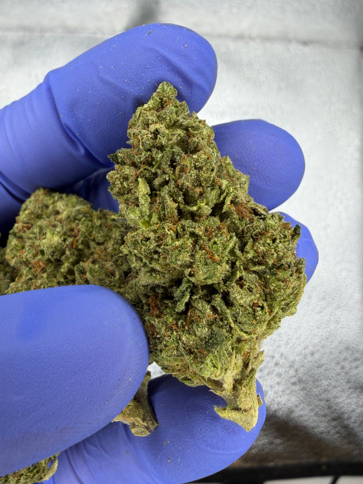 Original Haze Classic Strain