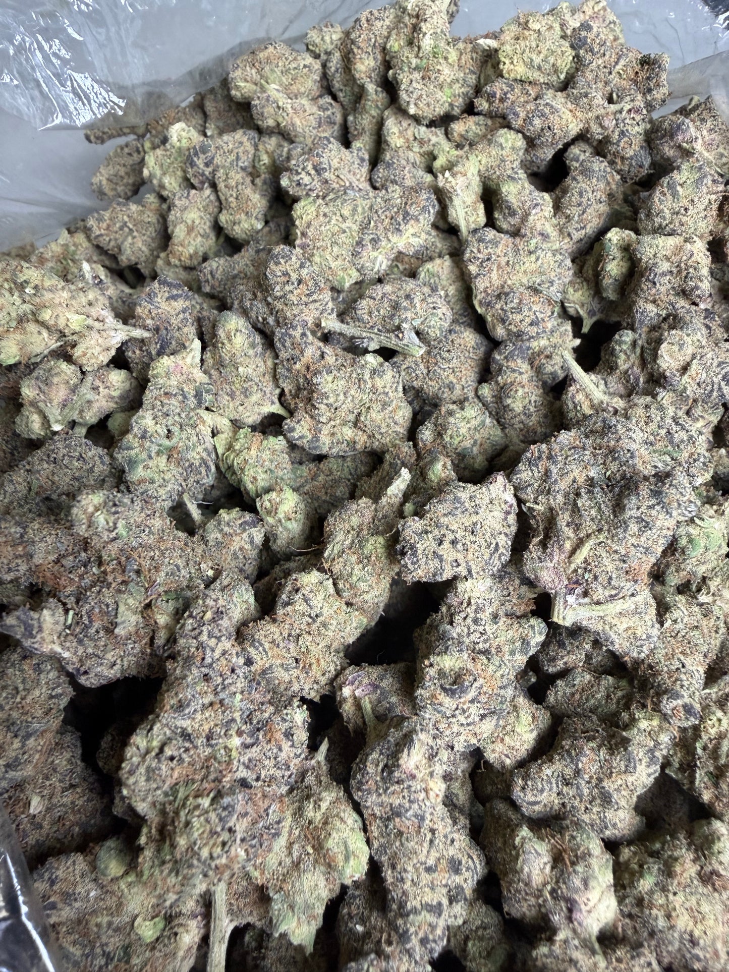 Peanut Butter Apricot exotic (ships June 3rd)