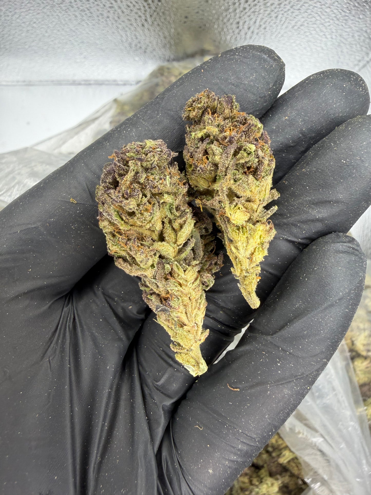 Pink Twinkies Outdoor