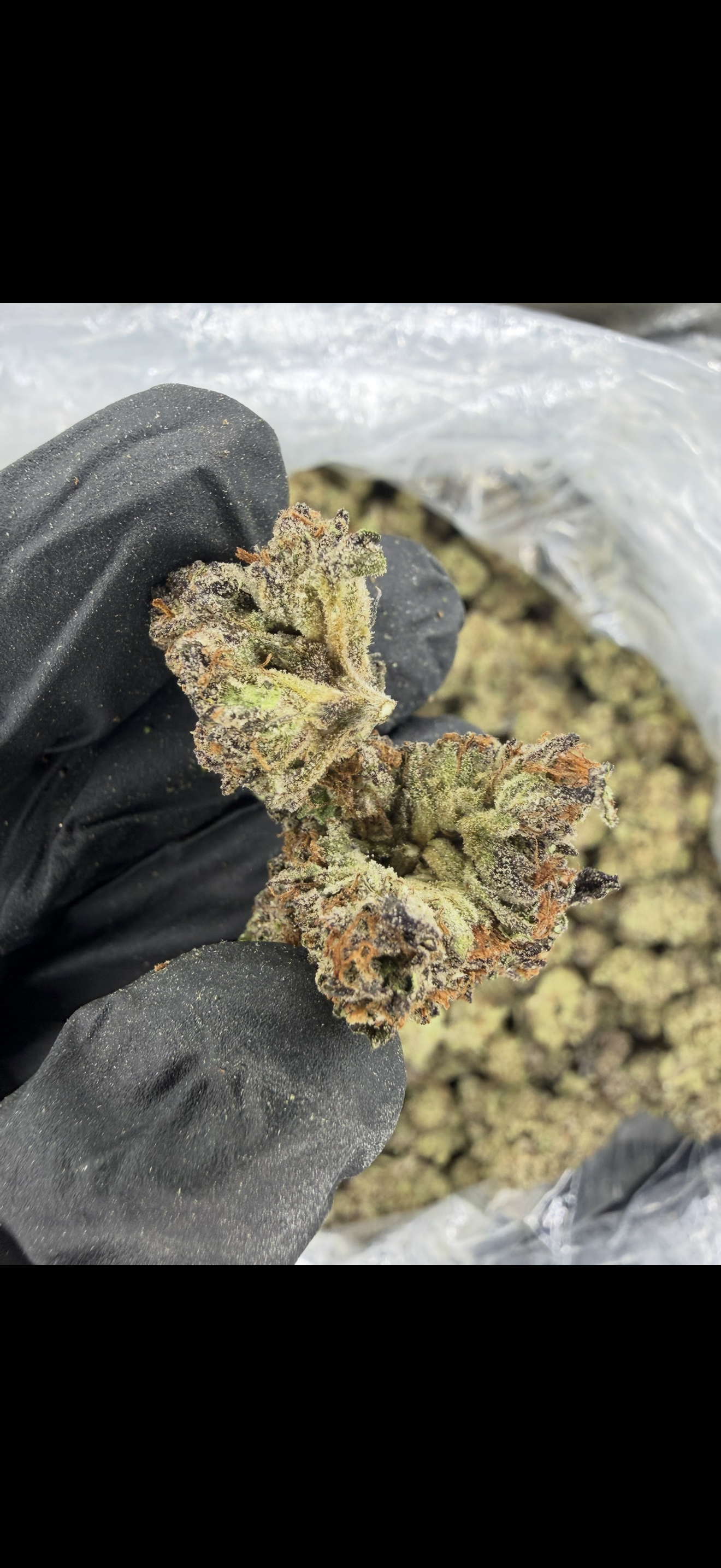 Kush Mintz Indoor Light Assist