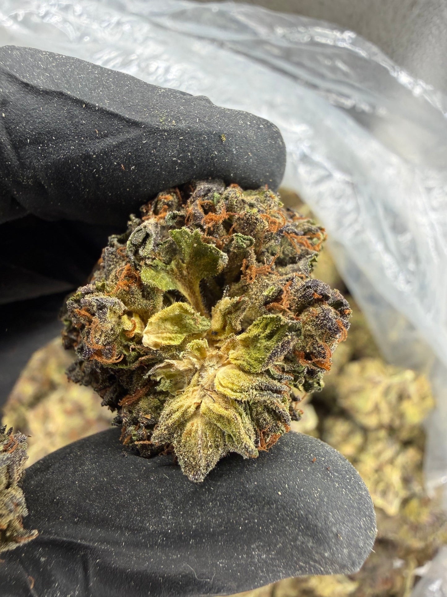 Purple McGoo (read description)