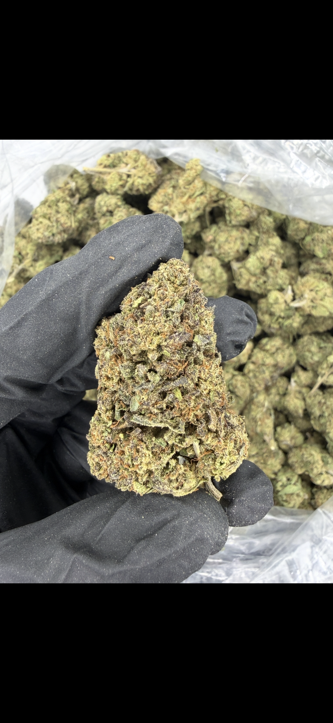 Gaston Pop Older Batch