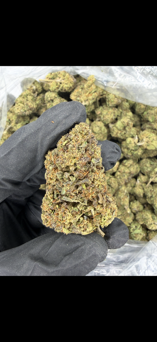 Gaston Pop Older Batch