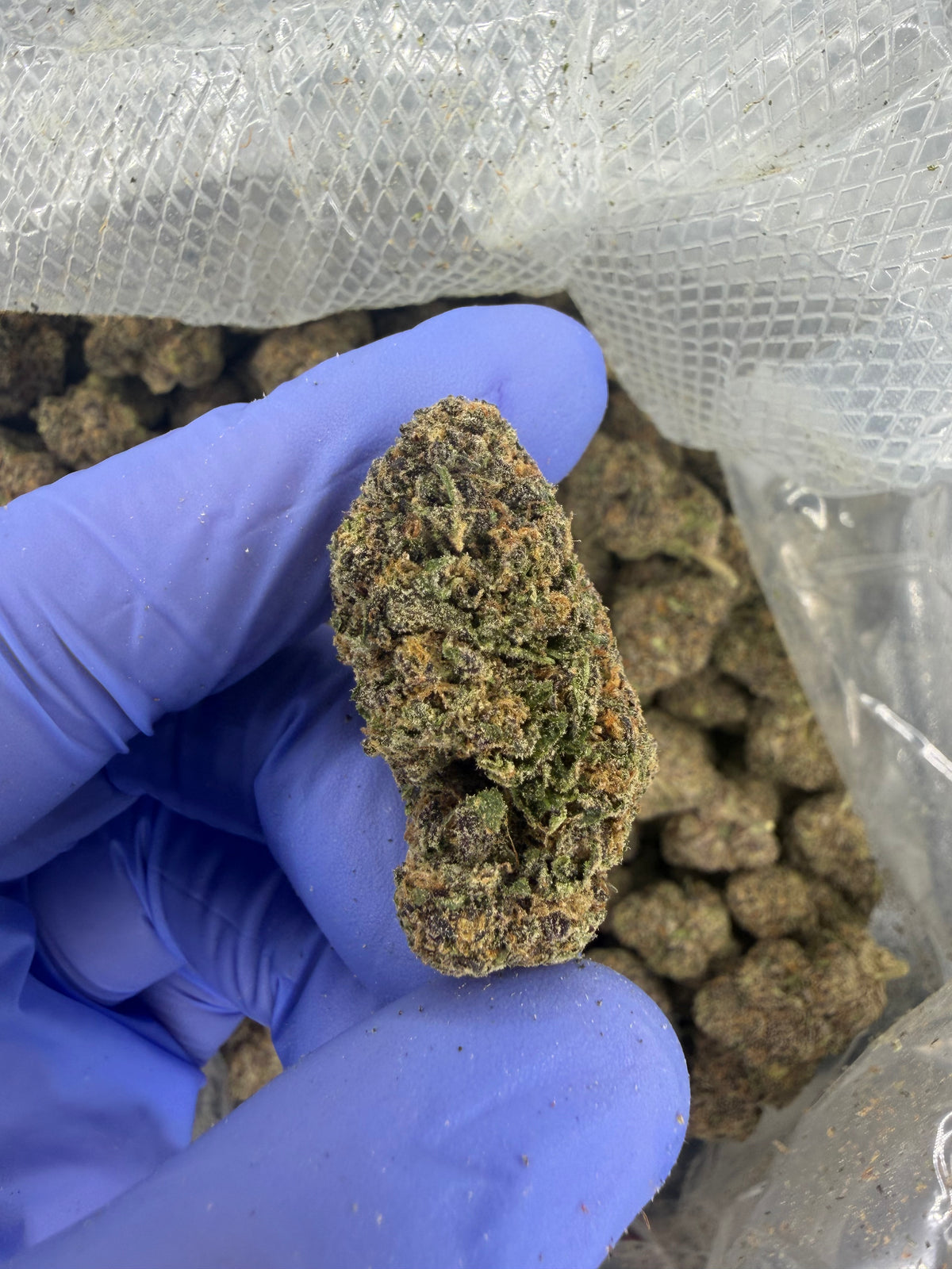 Pop Tartz Exotic
