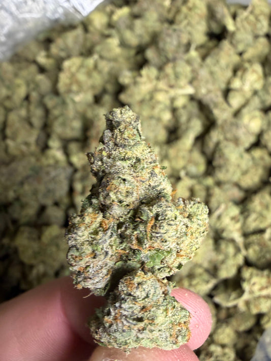 Gelato 41 Indoor (Ships June 3rd)