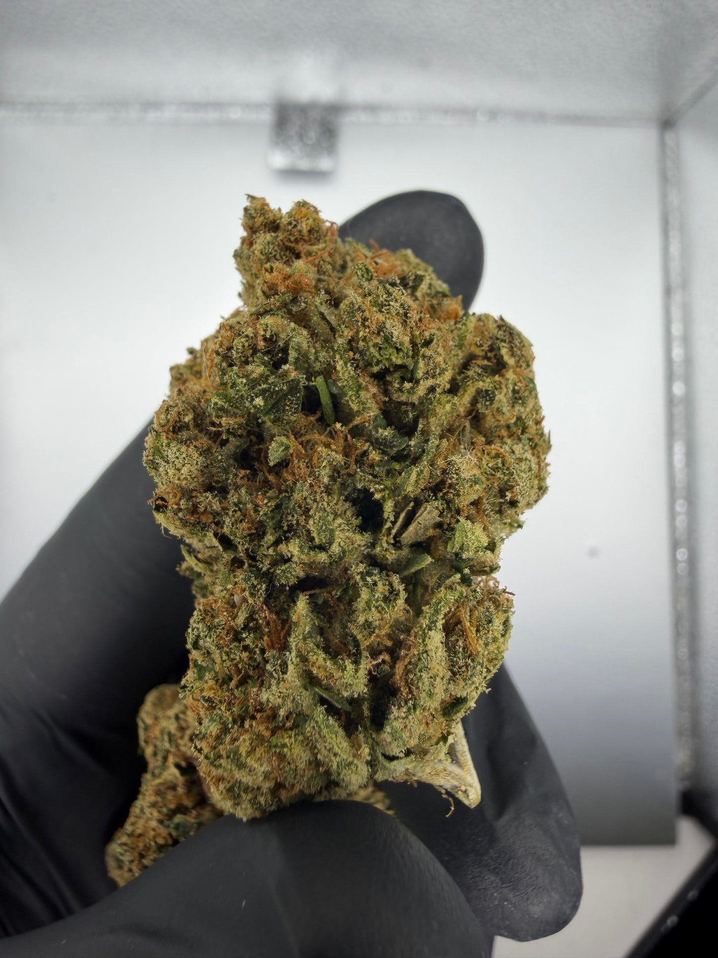 Gorilla OG Light Assist
