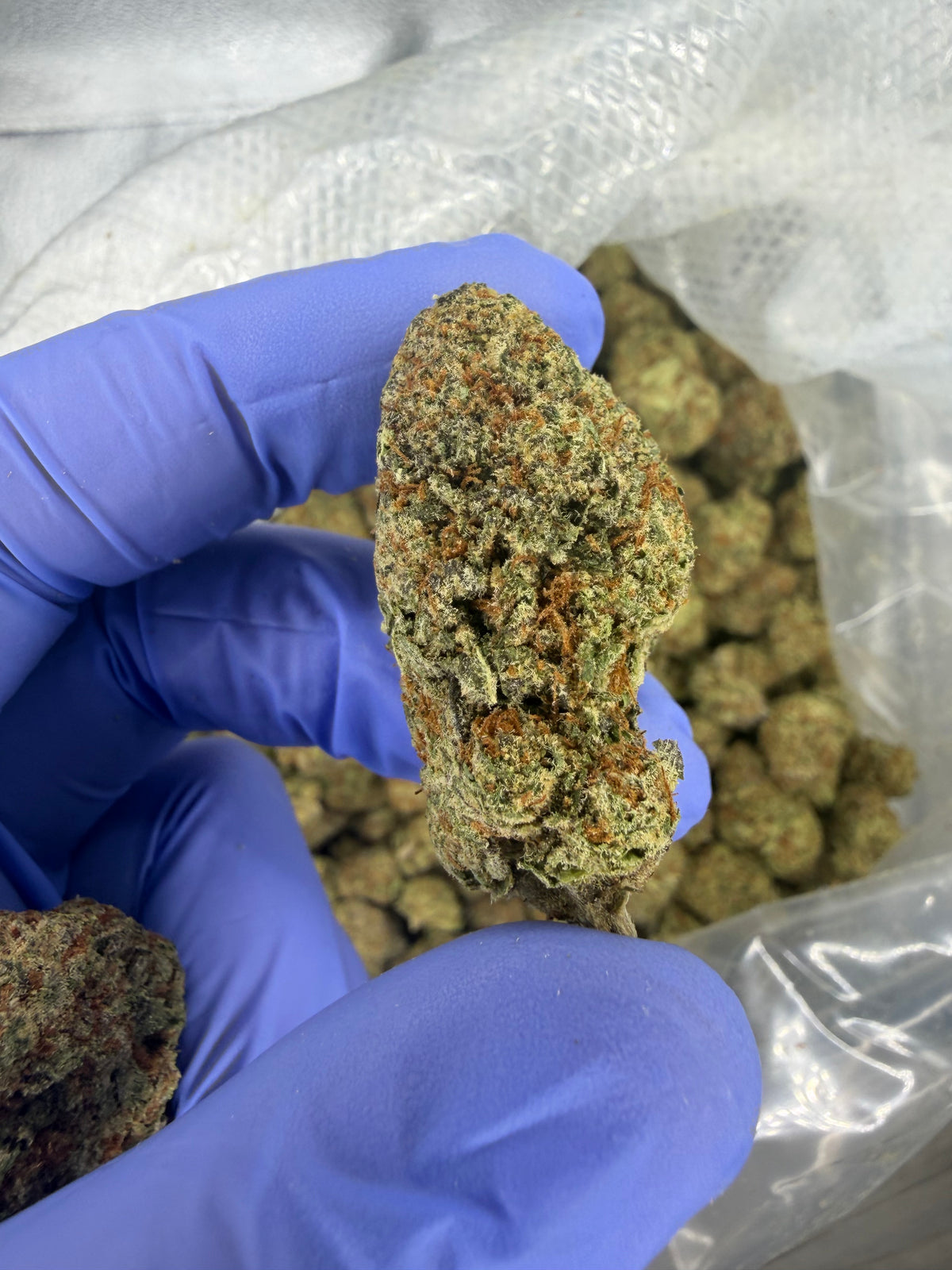 Zkittle Pop Exotics