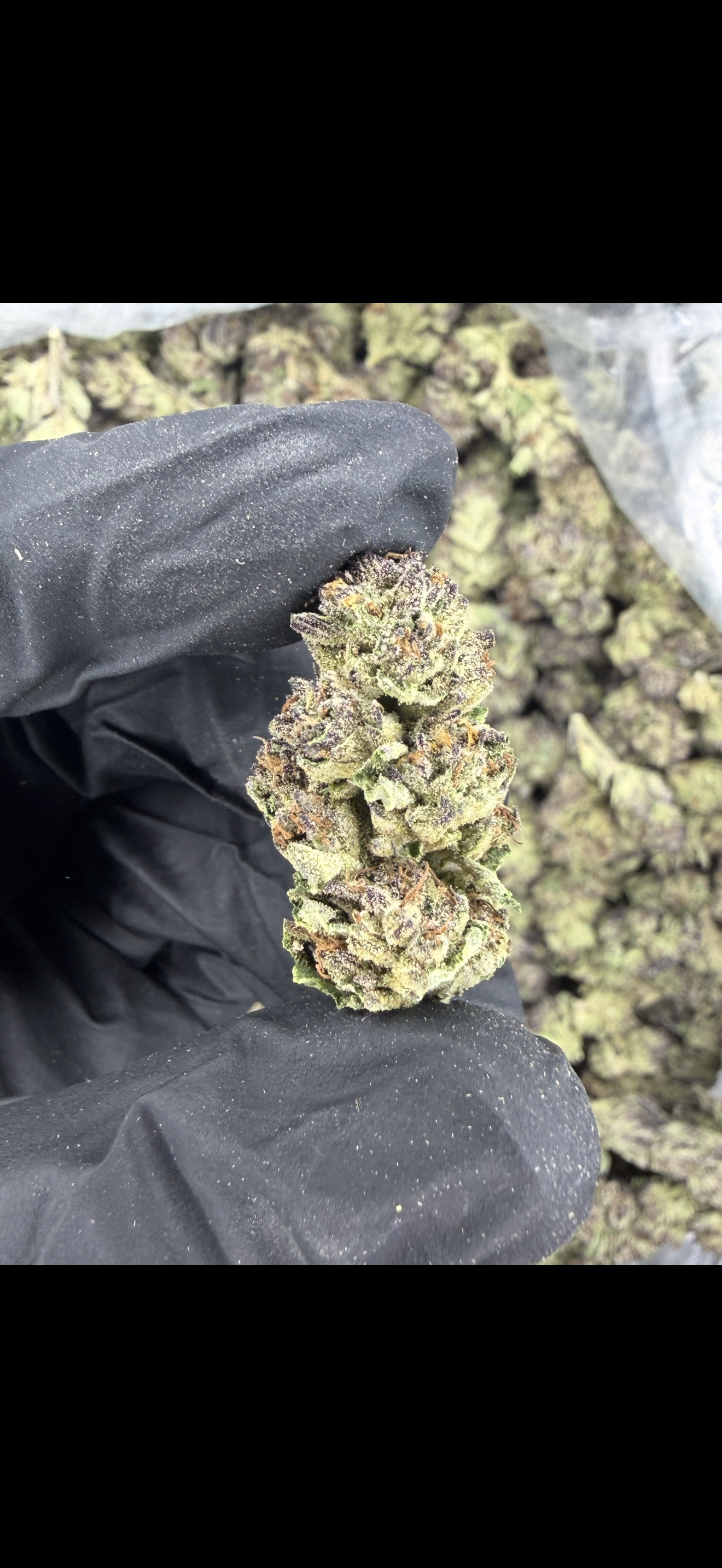 Cereal Milk Indoor Light Assist