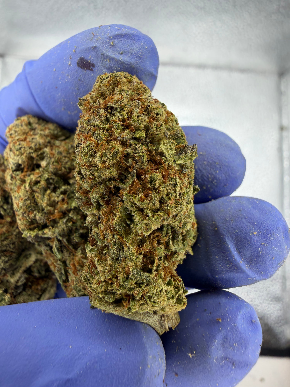 Lemon Tartz Indoor Exotic STRONG LEMON NOSE OLD SCHOOL