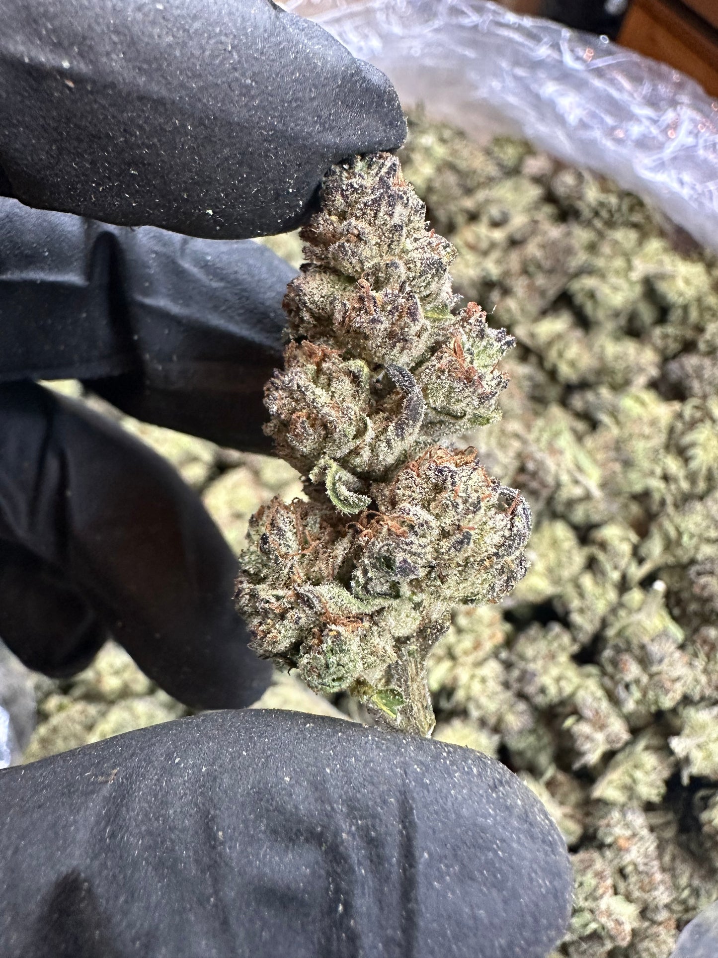 Modified Grapes Indoor Mediums