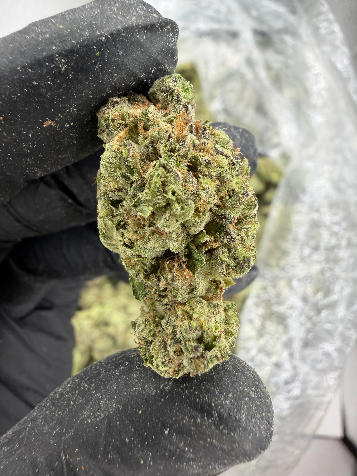Gorilla Train Fresh Dep
