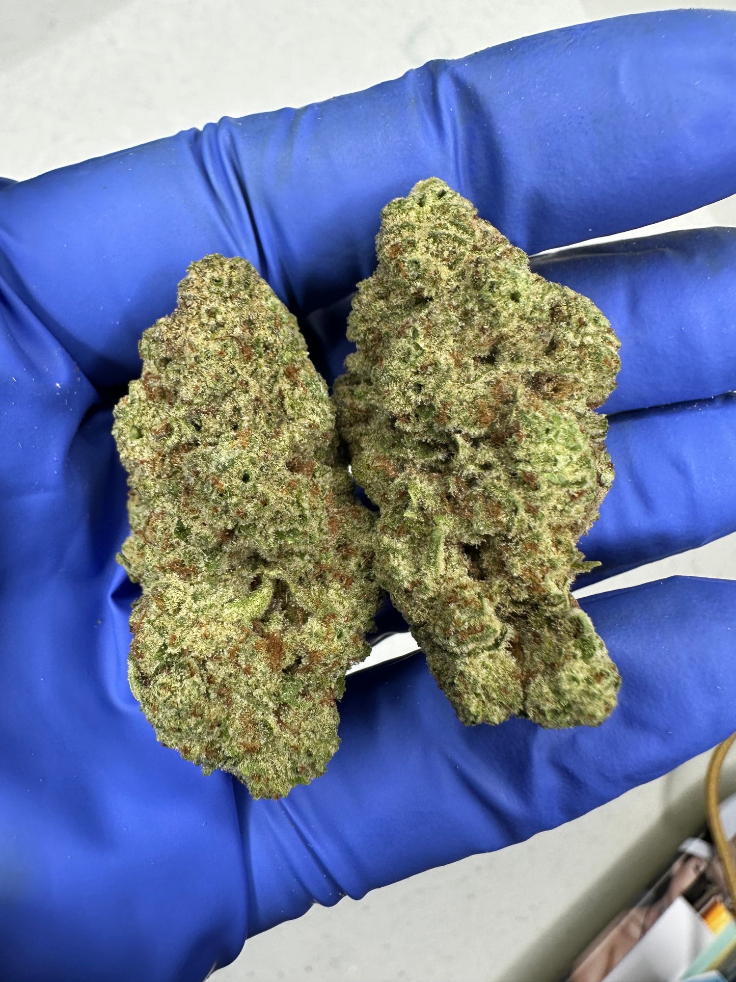 Papaya Indoor Light Assist