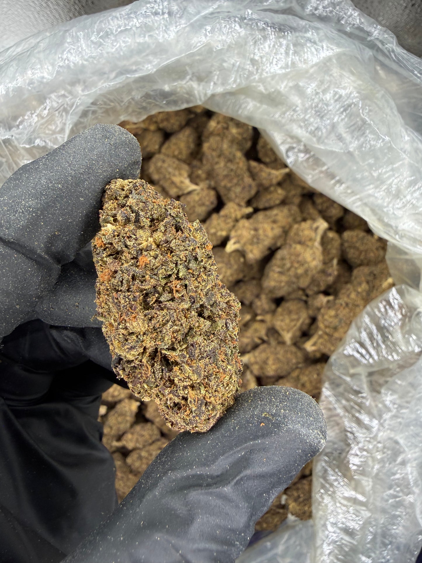 Purple Kush old out door (read description)