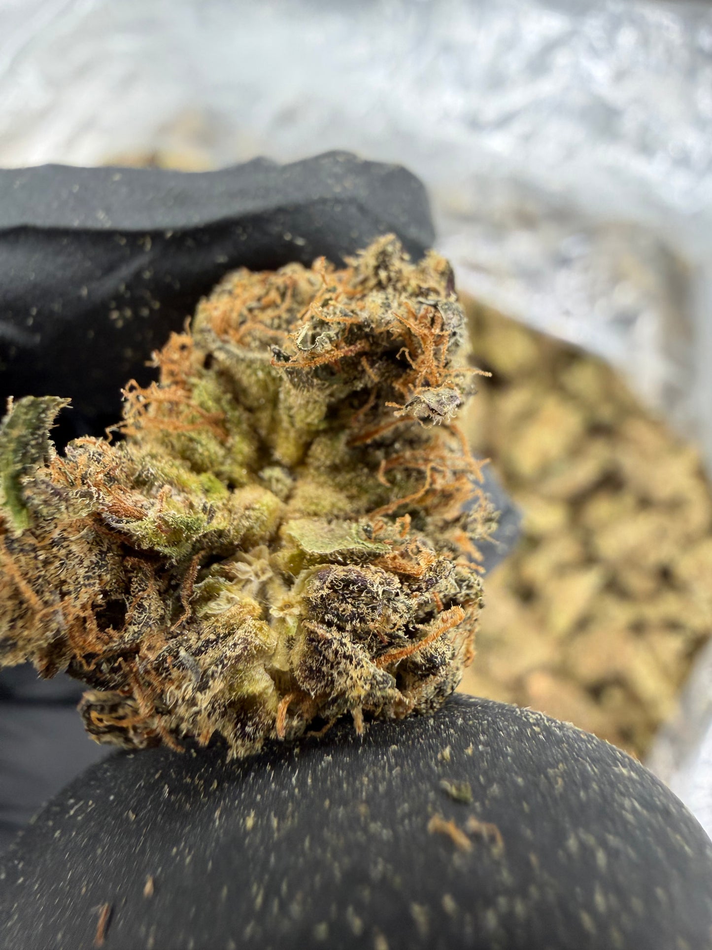 Cheesy Peanut Delight Old Exotic indoor
