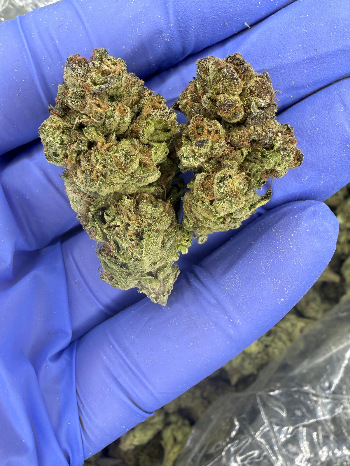 Piña Strudelz Indoor Light Assist only true sativa we have