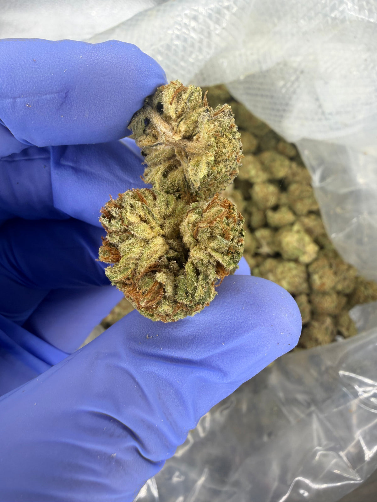 Zkittle Pop Exotics