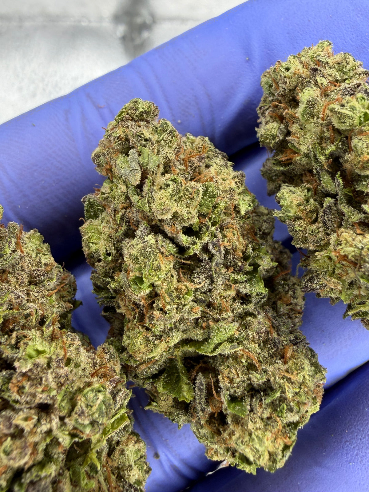 Hash Burger AAA Indoor Light Assit